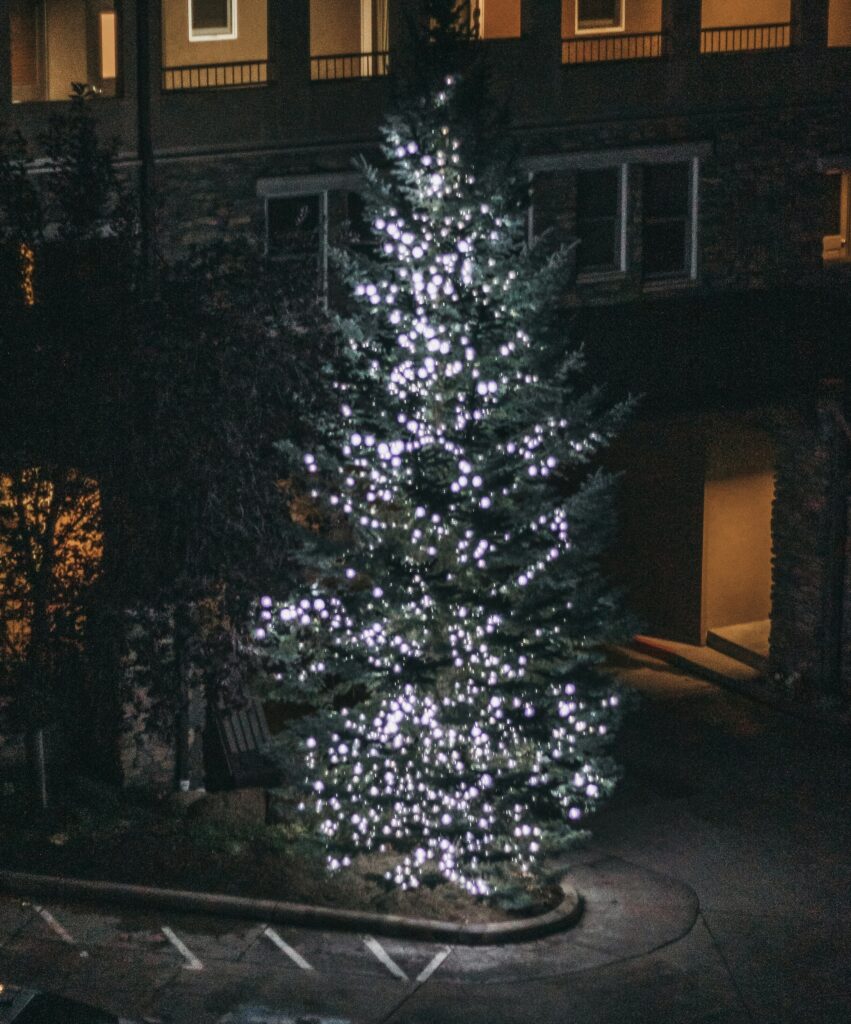 trees Christmas Light Installation